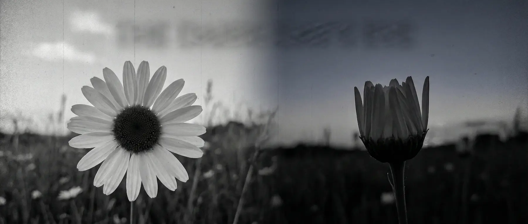 Daisy